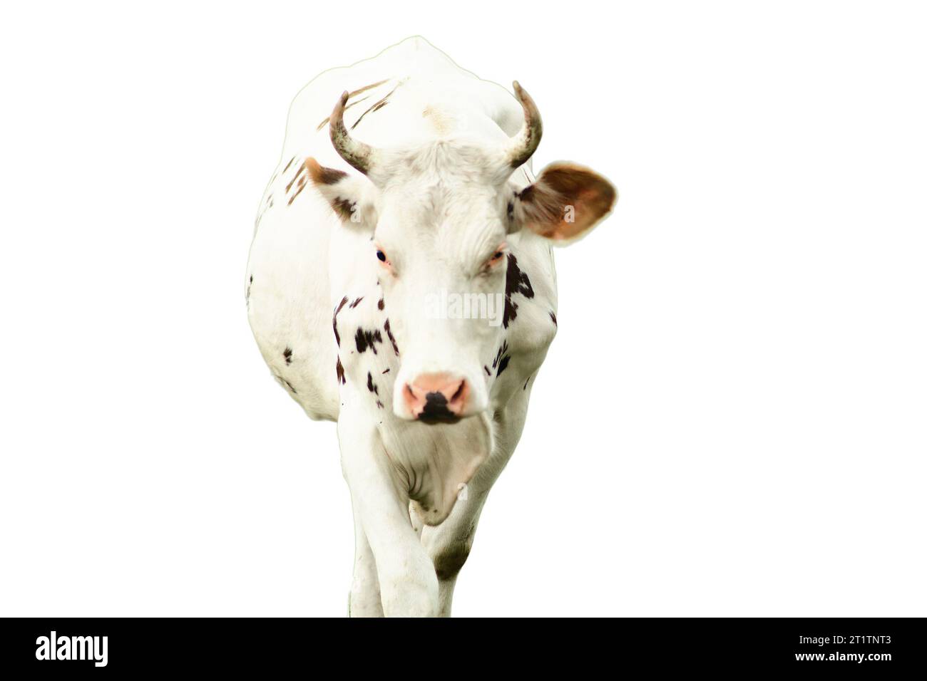 Le mucche, mammiferi dolci e docili, trovano appagamento nel semplice piacere di pascolare sull'erba abbondante, isolata su sfondo bianco. Foto Stock