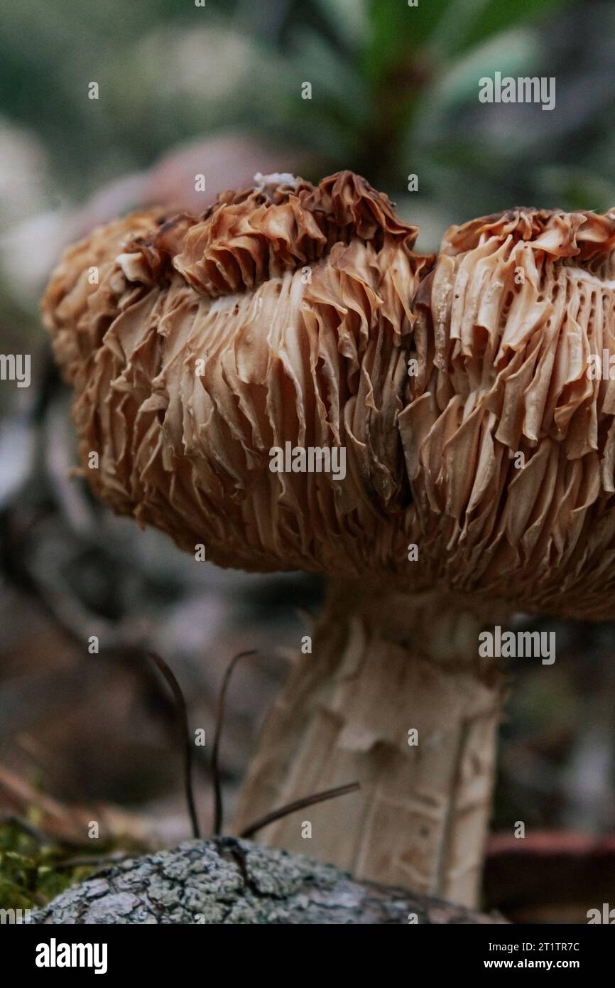 onde sul cappello di un fungo marrone. cresce in una foresta profonda. Raccolta di funghi per colture selvatiche Foto Stock