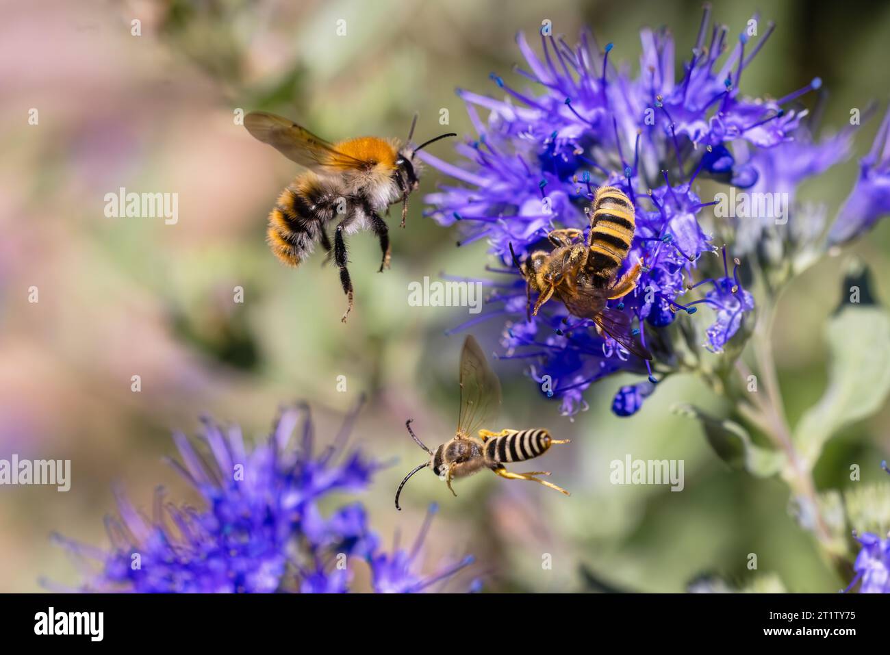 Foto di bumblebee volanti e api in un fiore di Caryopteris Foto Stock