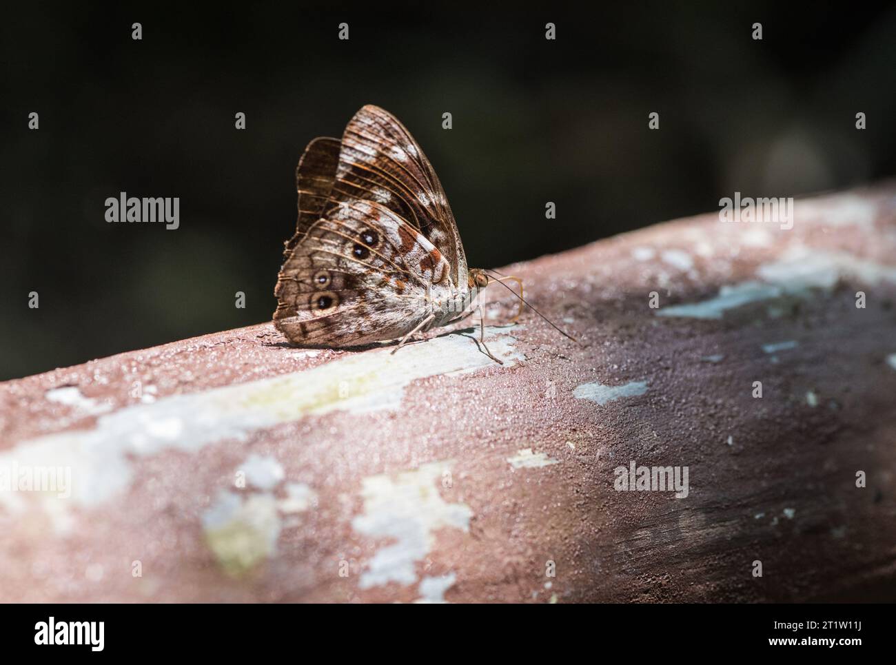 Rayed Purplewing (Eunica malvina) arroccato su una recinzione in Ecuador Foto Stock