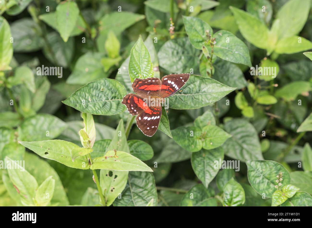 Red/ Scarlet Peacock (Anartia amathea) arroccato su una foglia in Ecuador Foto Stock