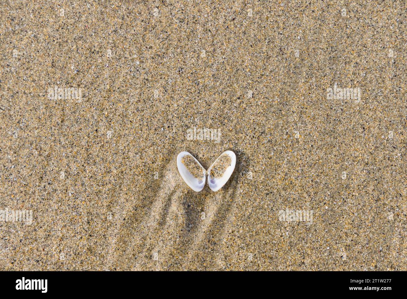 foto di una conchiglia aperta nella sabbia di una spiaggia, per sfondi Foto Stock