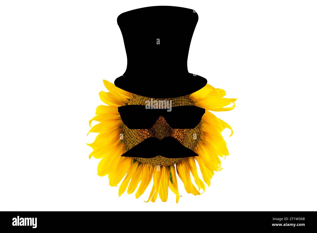 Girasole giallo fiorito con cappello, occhiali da sole e baffi (primo piano), isolato su sfondo bianco. Concetto di produzione di olio agricolo e vegetale Foto Stock