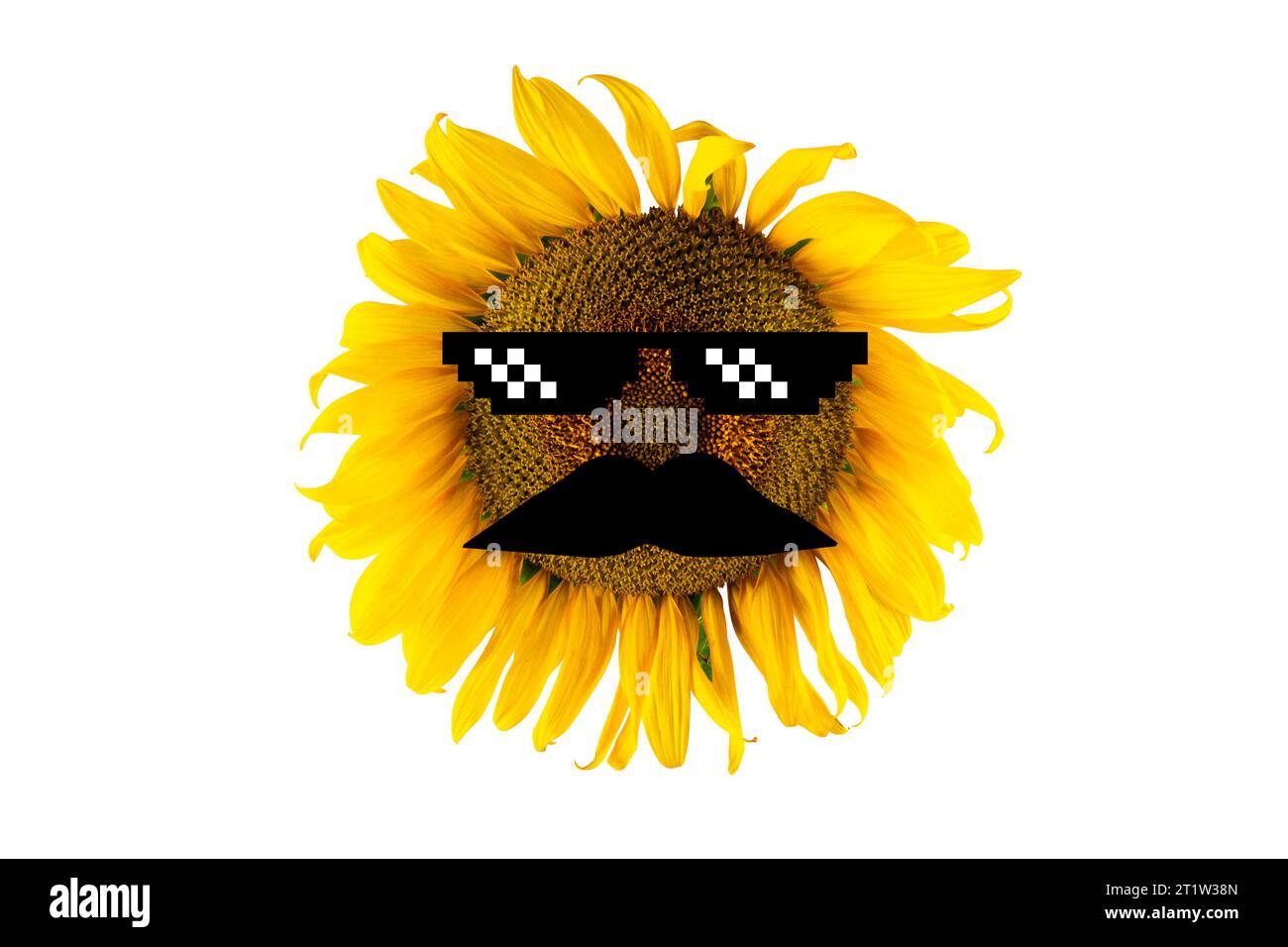 Girasole giallo fiorito con occhiali neri e baffi (primo piano), isolato su sfondo bianco. Concetto di produzione di olio agricolo e vegetale Foto Stock