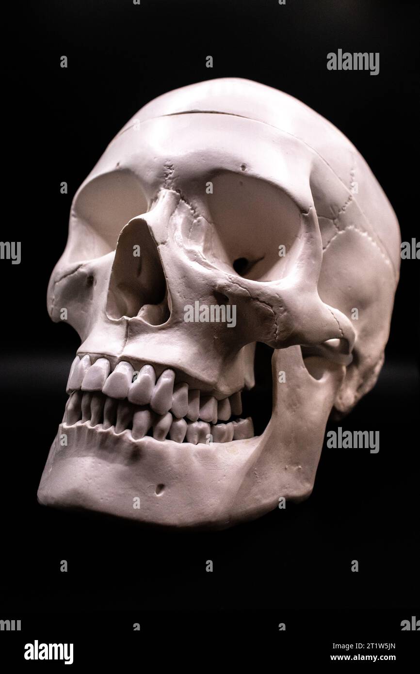 Un modello di cranio umano su sfondo blak Foto Stock