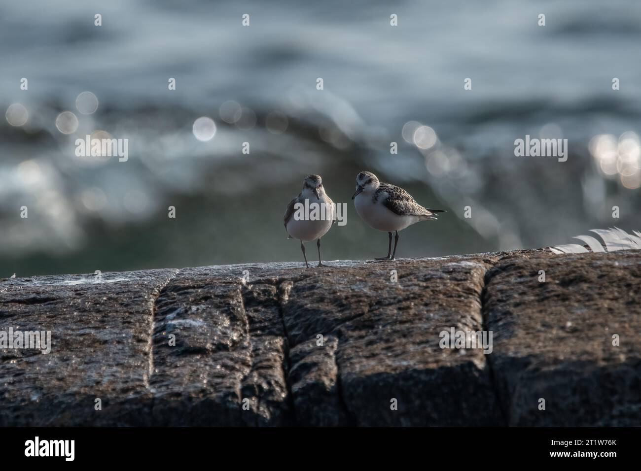 Coppia di levigatrici sulla barriera rocciosa con onde che si infrangono sullo sfondo. Foto Stock