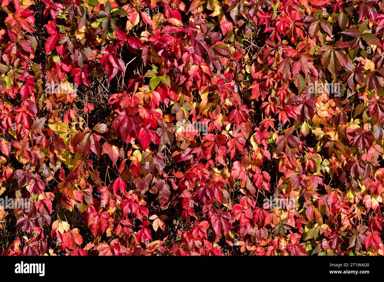 Foto autunnale di fogliame. Recinzione ricoperta di cespugli con foglie colorate. Natura della repubblica Ceca. Foto Stock