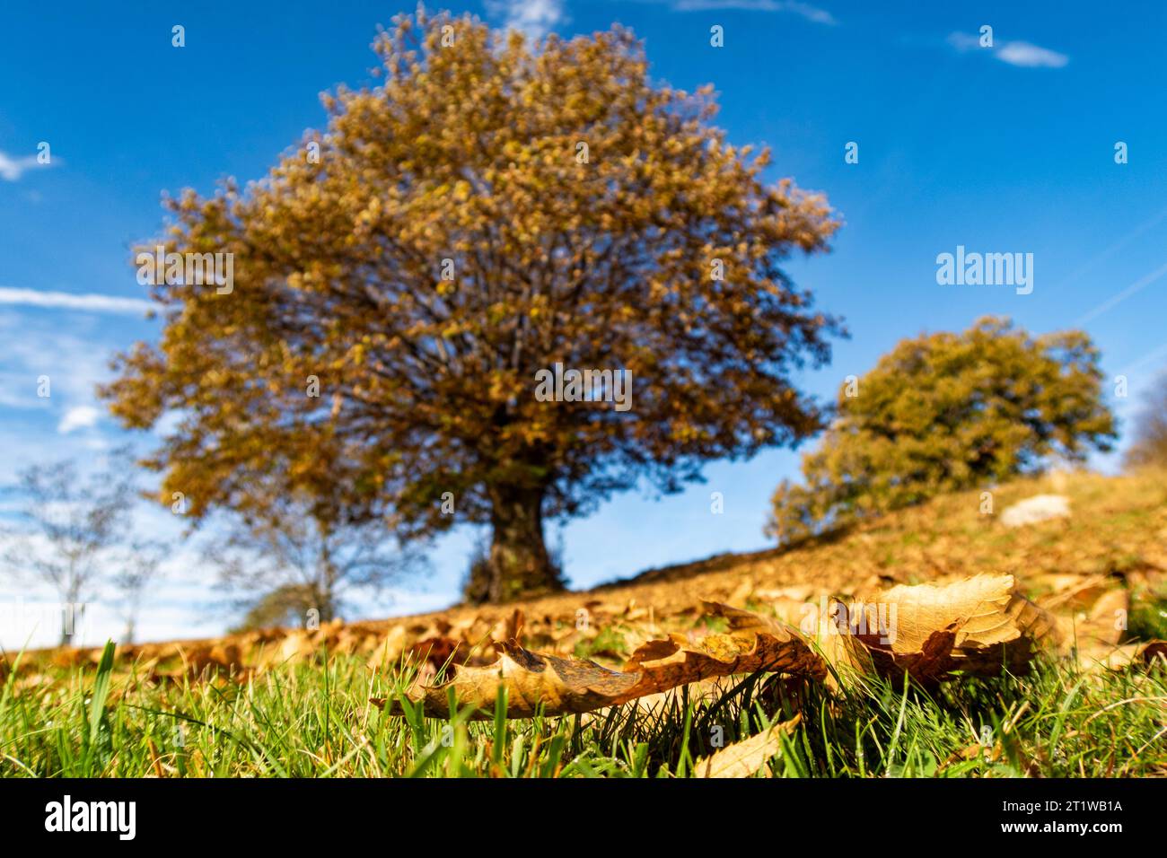 Foglie a terra con un castagno sullo sfondo in autunno Foto Stock