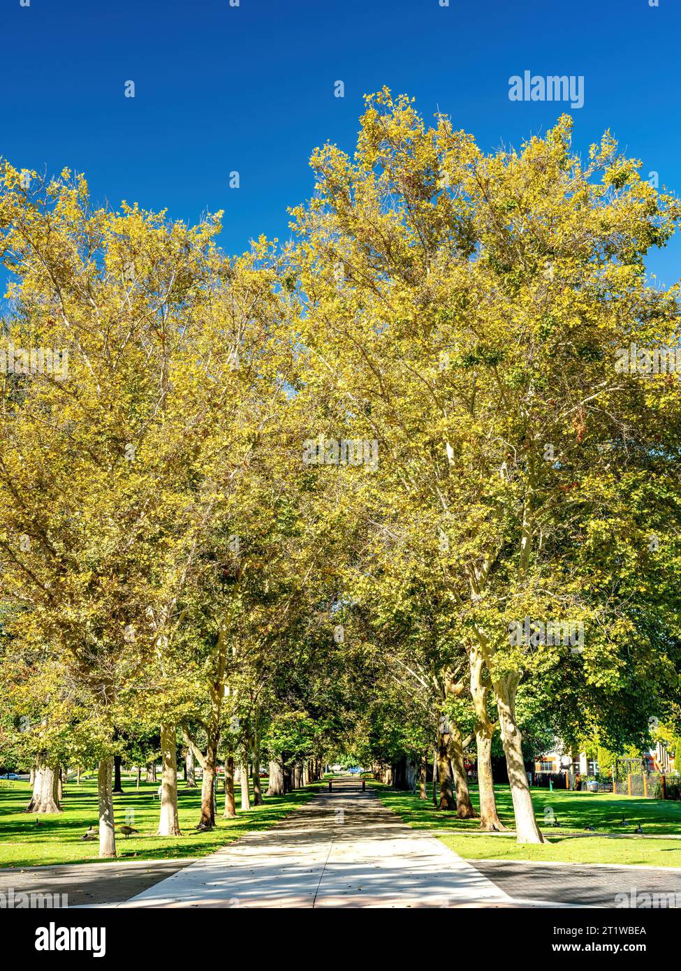 Autunno alberi colorati con un marciapiede in un parco di Boise City Foto Stock