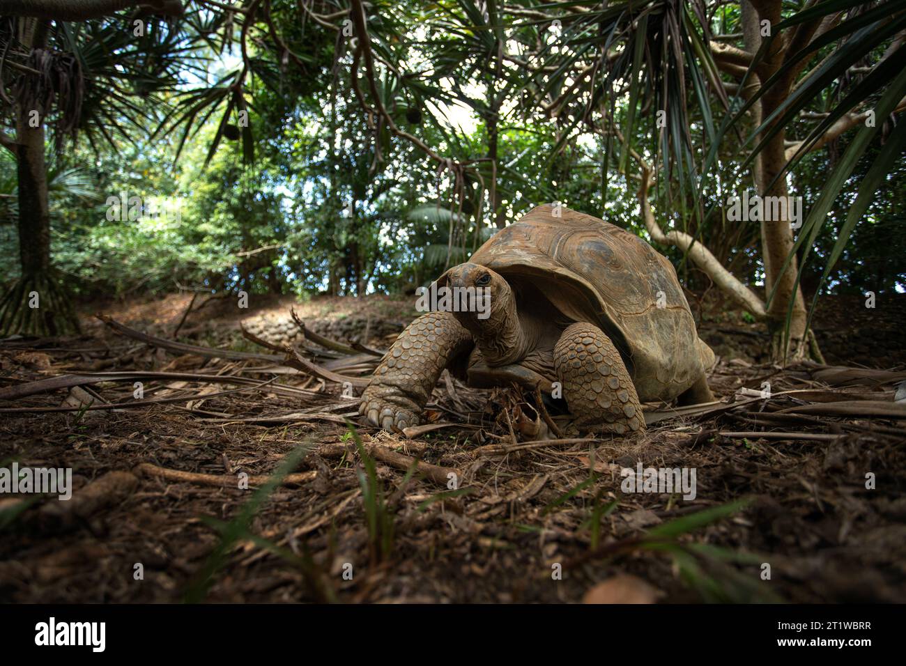 La tartaruga gigante di Aldabra cammina nel parco naturale la Vanille. L'enorme tartaruga terrestre riposa durante le calde giornate. Rettile Mauritius. Buffa tartaruga in natu Foto Stock