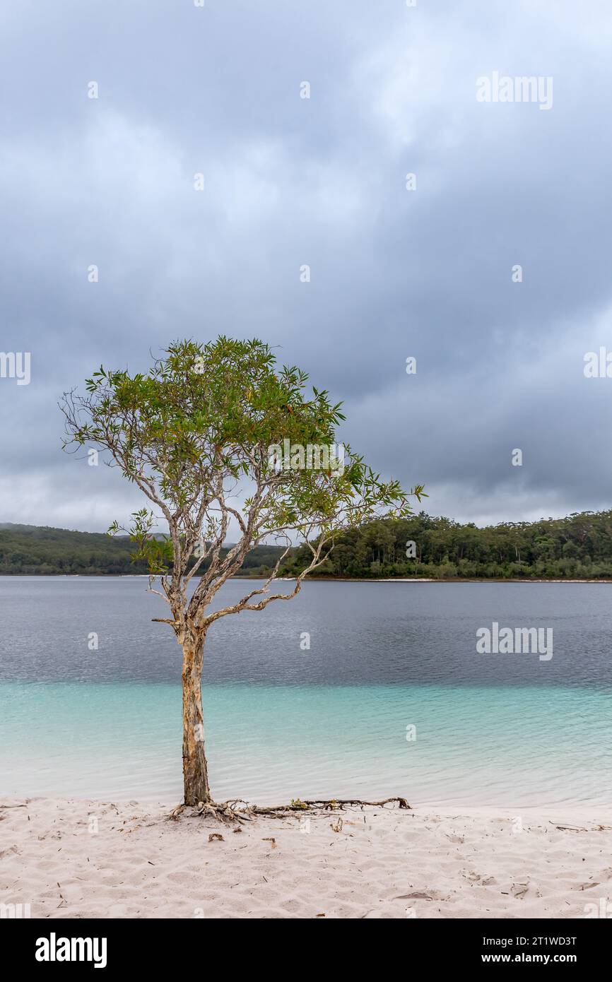 Tree on Beach of Lake McKenzie su Fraser Island, Queensland, Australia. Foto Stock