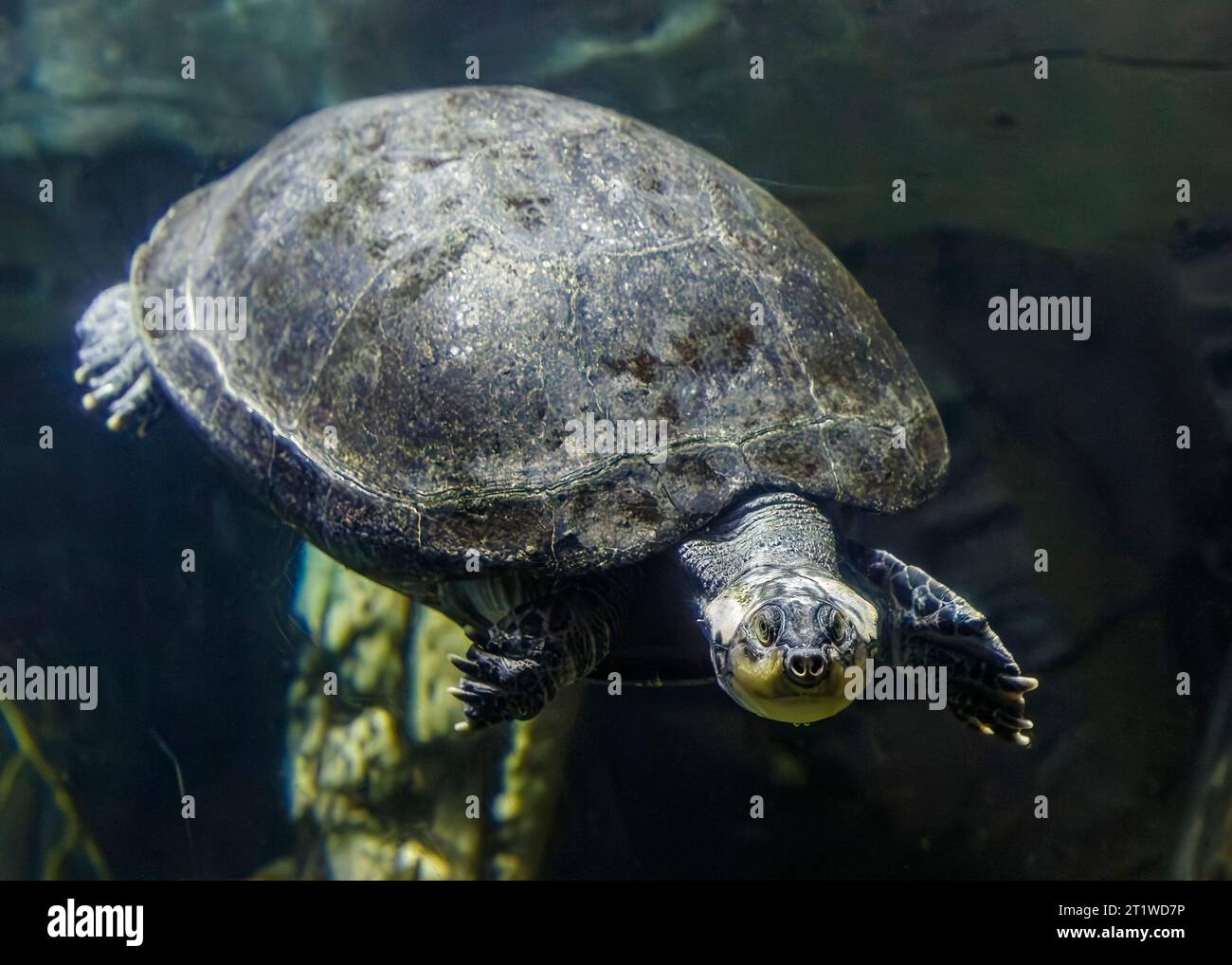 La tartaruga di fiume amazzonico a macchie gialle (Podocnemis unifilis), detta anche: La tartaruga di sideneck a testa gialla, la tartaruga di fiume a macchie gialle e localmente come Foto Stock