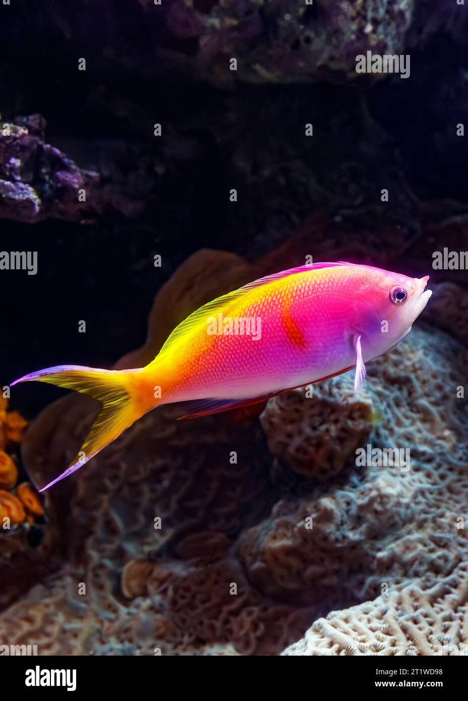 Anthias di Bartlett (Pseudanthias bartlettorum), Oceano Pacifico tropicale Foto Stock