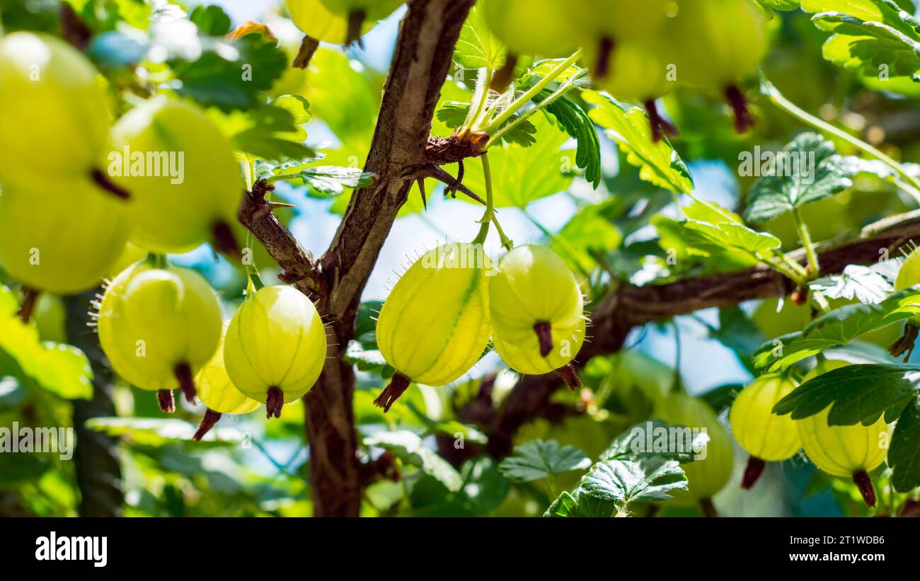 Primo piano della varietà di giallo uva spina stagionata su arbusti nel giardino estivo. Ribes uva-crispa. Frutti di bosco dolci freschi con foglie verdi. Foto Stock