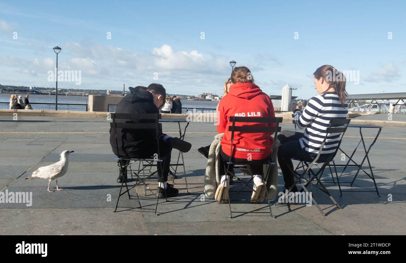 Giovane gabbiano delle aringhe in attesa di cibo sul fiume Mersey a Liverpool Foto Stock