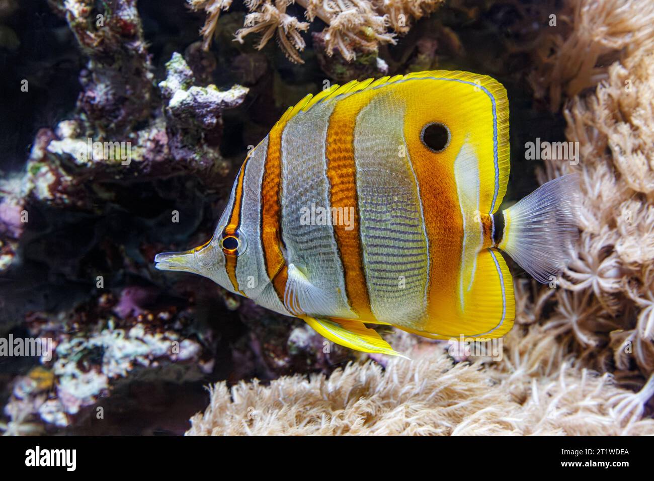 Pesce farfalla a banda di rame (Chelmon rostratus), alias: Pesce corallo al becco, pesce della barriera corallina che si trova negli oceani Pacifico e Indiano. Foto Stock