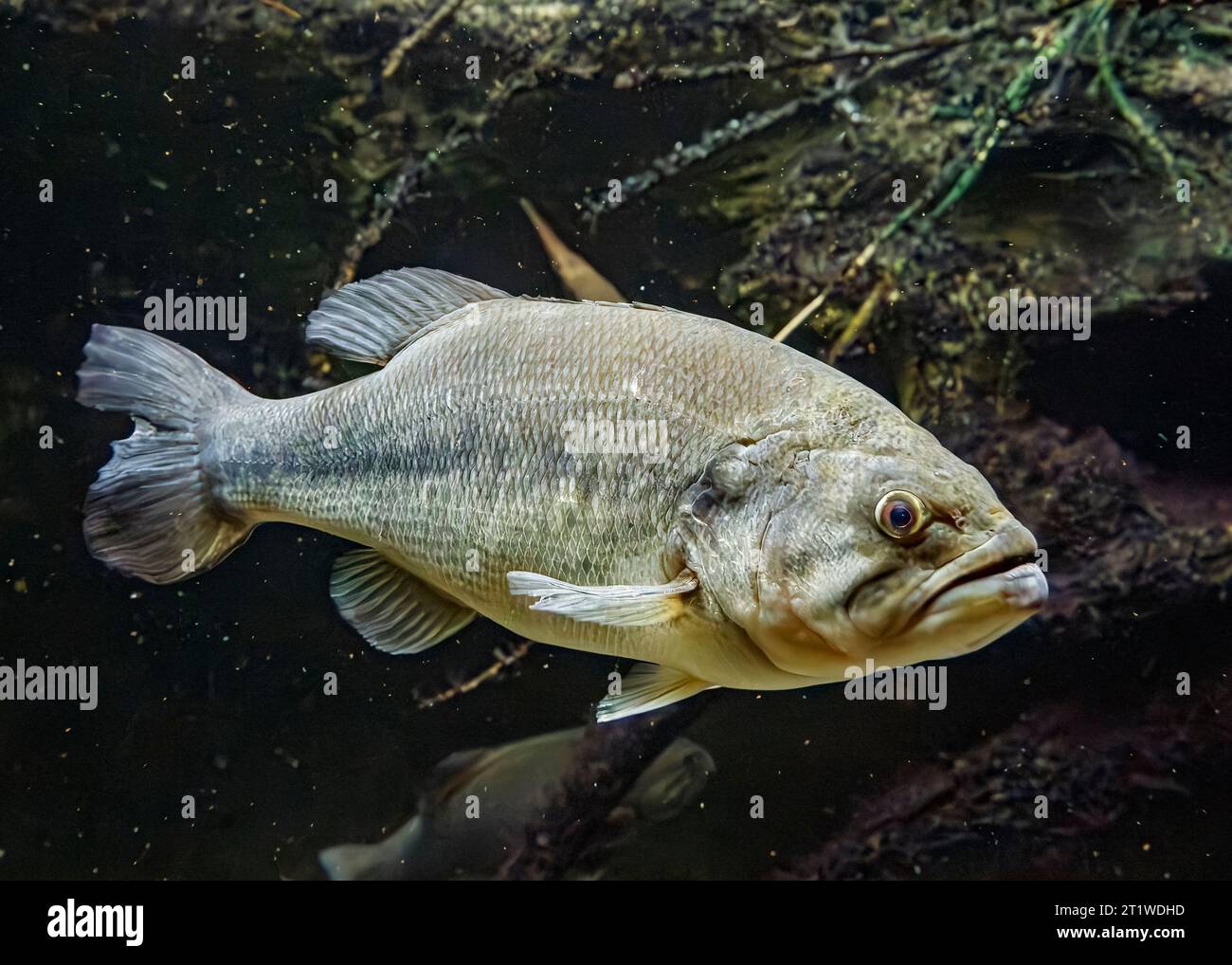 Largemouth bass (Micropterus salmoides), USA Foto Stock