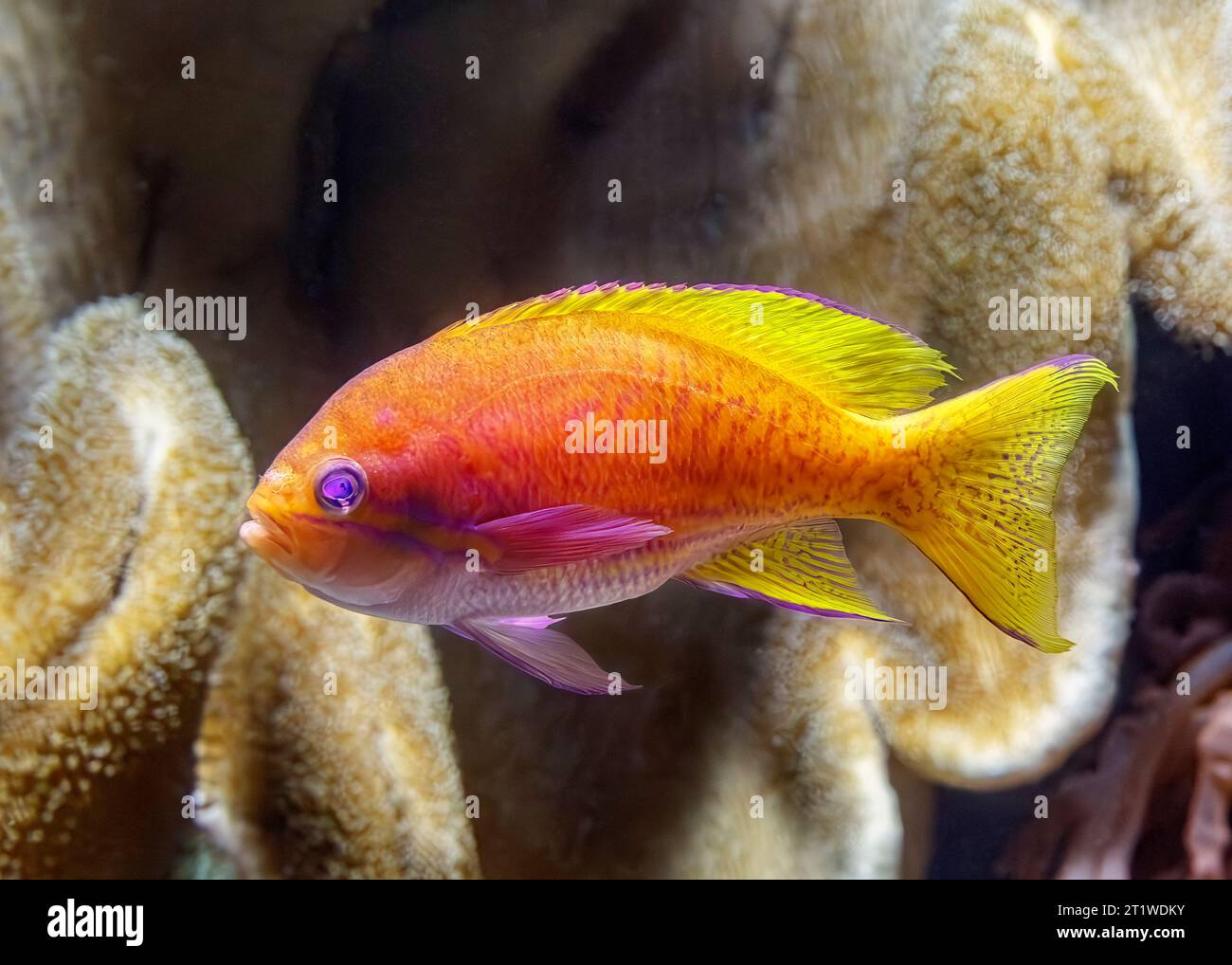 Fagotto a due punti (Pseudanthias bimaculatus) AKA: Twospot anthias, twinspot anthias e bimac anthias. Indo Pacific Foto Stock