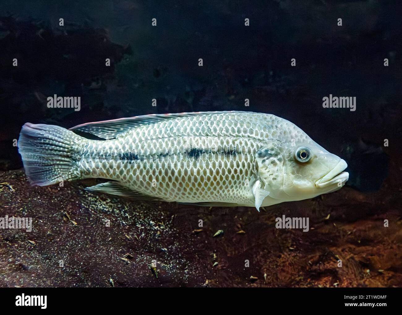 Tilapia a tre macchie (Oreochromis andersonii), AKA: Threespot tilapia, and threespot bream, Sudafrica Foto Stock