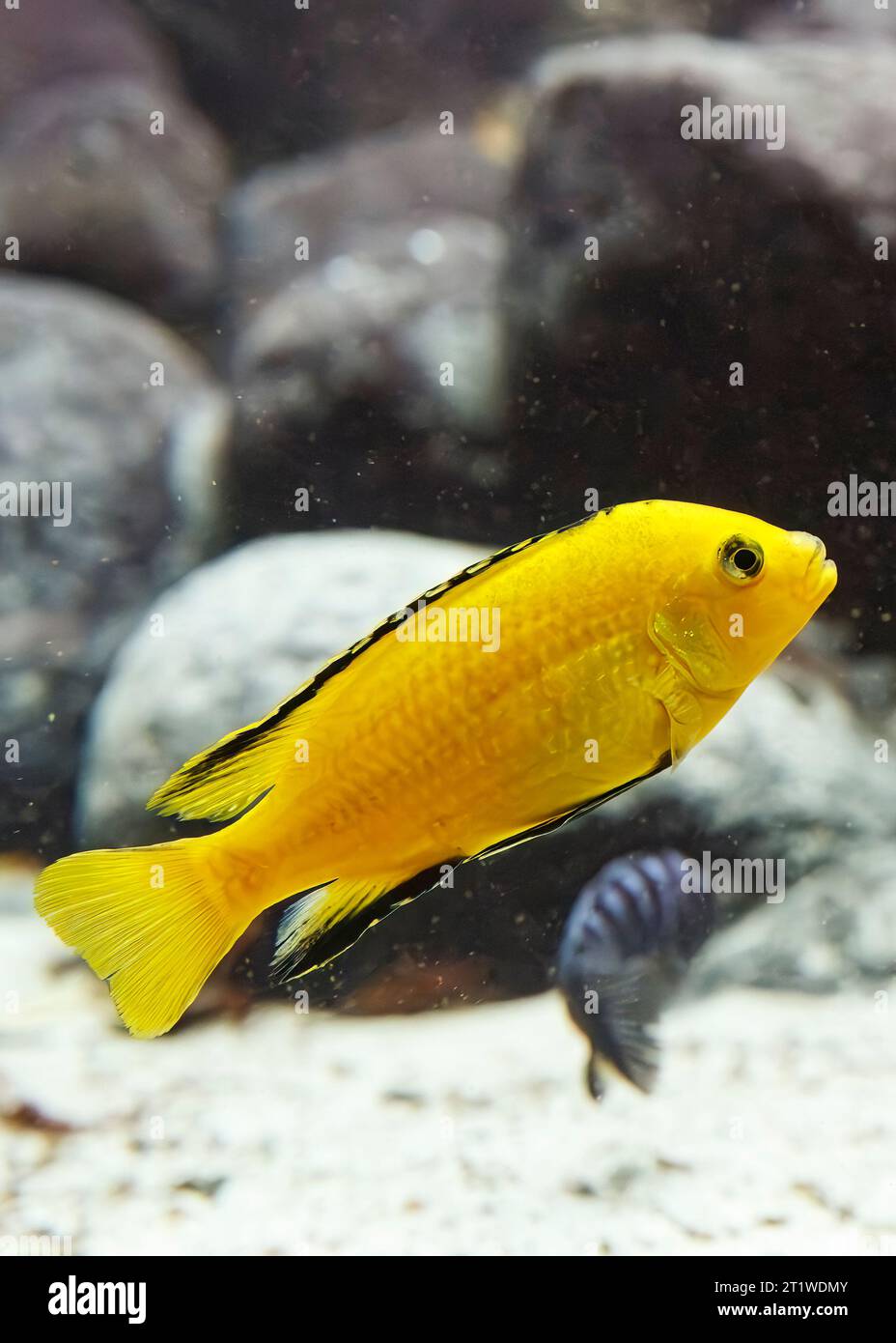 Ciclidi giallo elettrico (Labidochromis caeruleus), baia di Nkhata, lago Malawi, Africa orientale Foto Stock