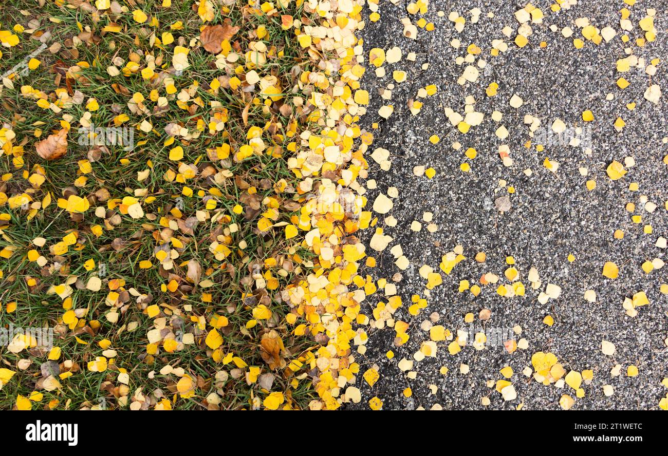 Foglie dorate che dividono il sentiero dall'erba Foto Stock