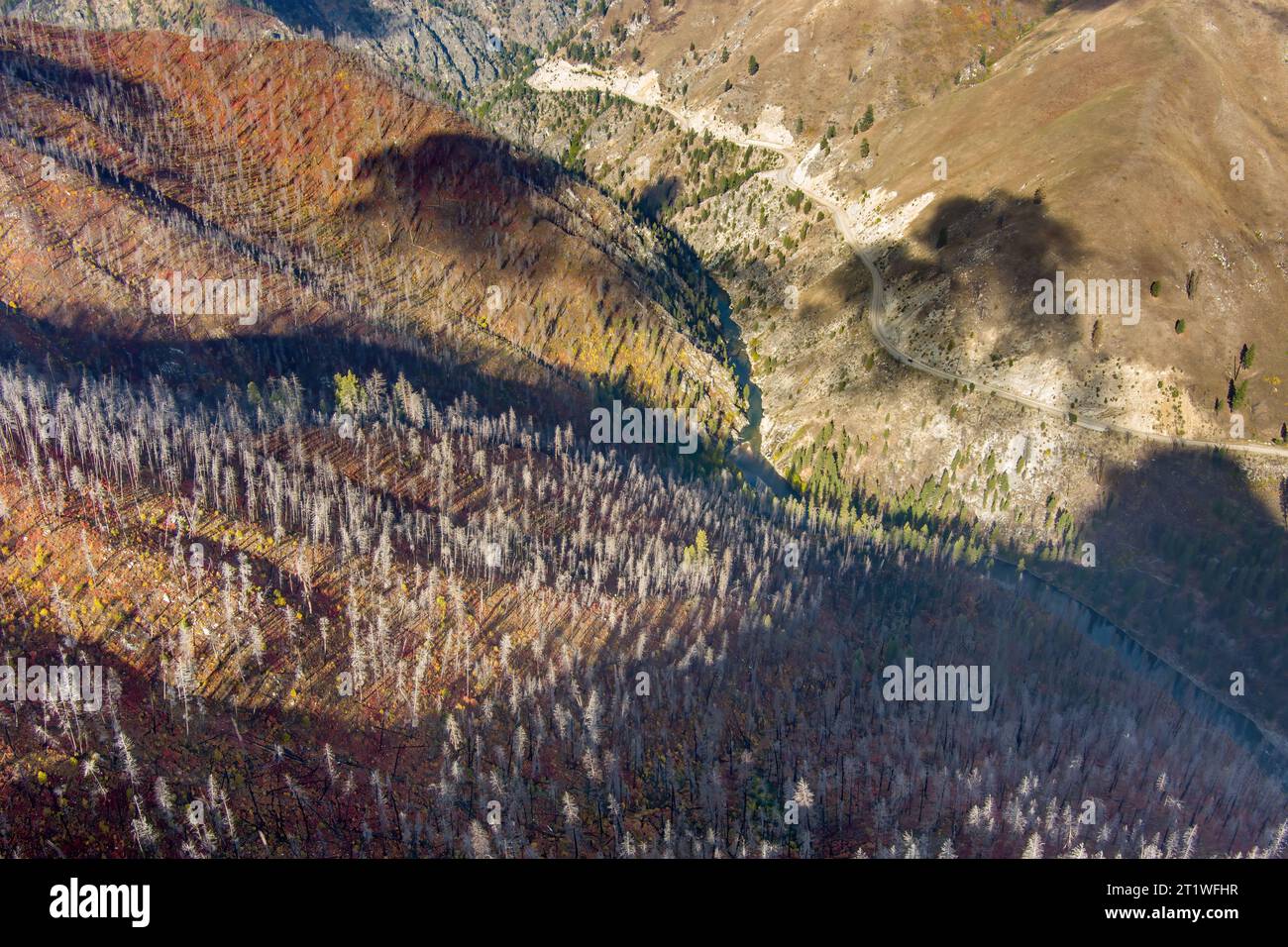 Alberi bruciati costeggiano il fiume del canyon con la strada Foto Stock