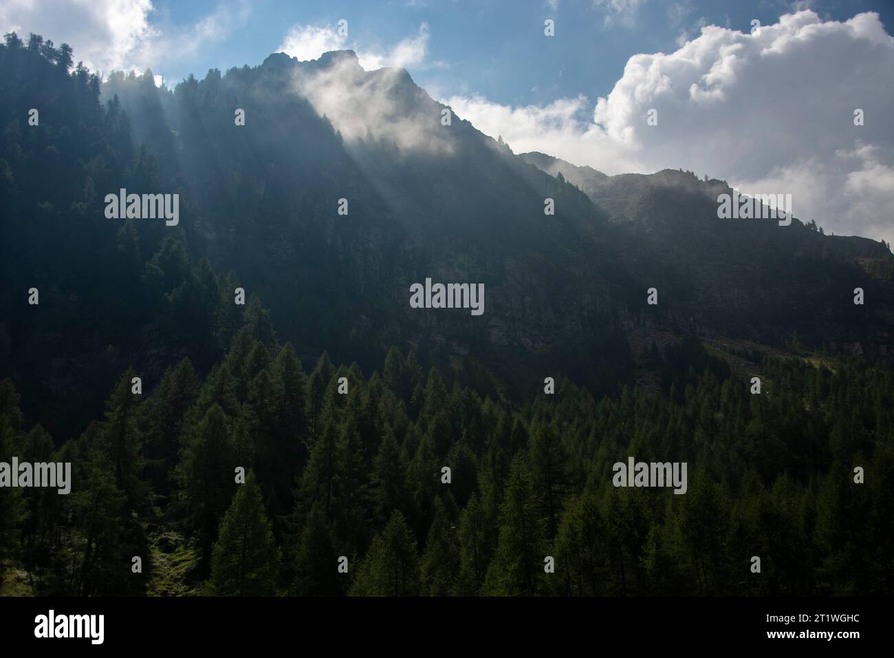 Nebelschwaden über den wilden Wäldern im abgelegenen Val Marcri Foto Stock