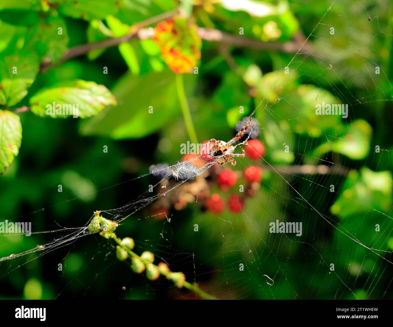 Garden Spider (Araneus diadematus) Weaving a web, ottobre 2023, Autumn, Cardiff UK. Foto Stock