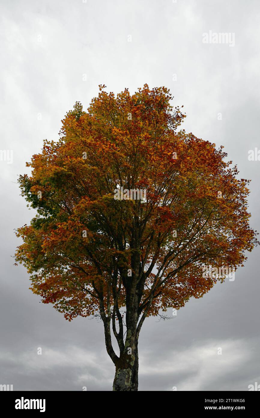 Un albero di acero con foglie autunnali che crescono alte e dritte sotto un cielo grigio Foto Stock