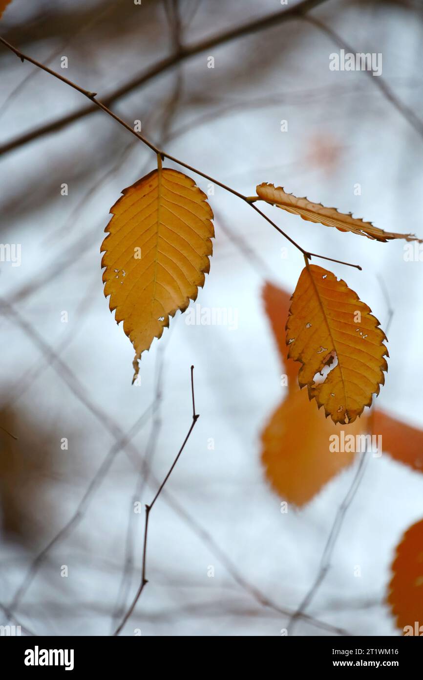 Le foglie di carpino di colore autunnale rimangono scarsamente tra i segni dell'inverno Foto Stock