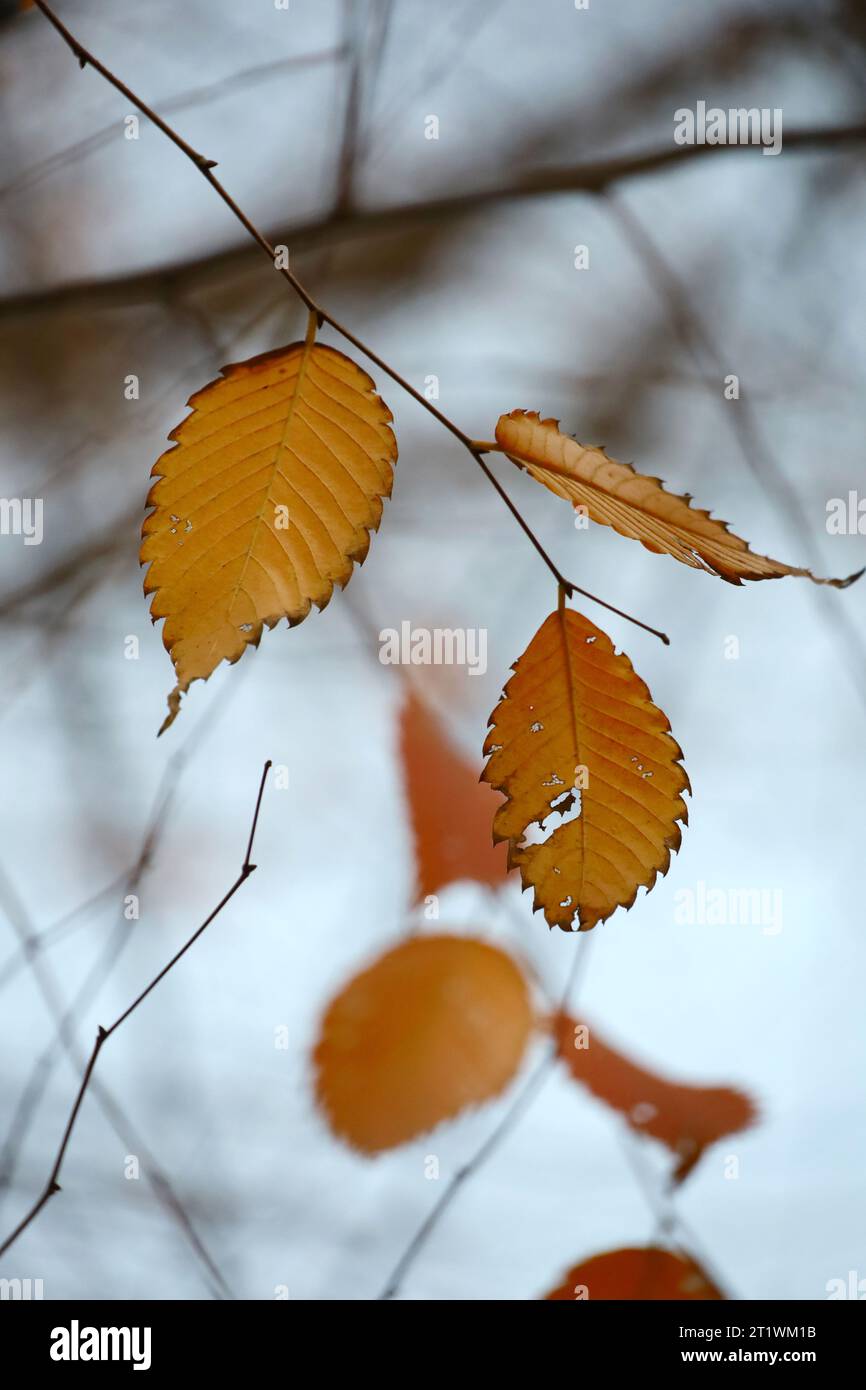 Le foglie di carpino di colore autunnale rimangono scarsamente tra i segni dell'inverno Foto Stock