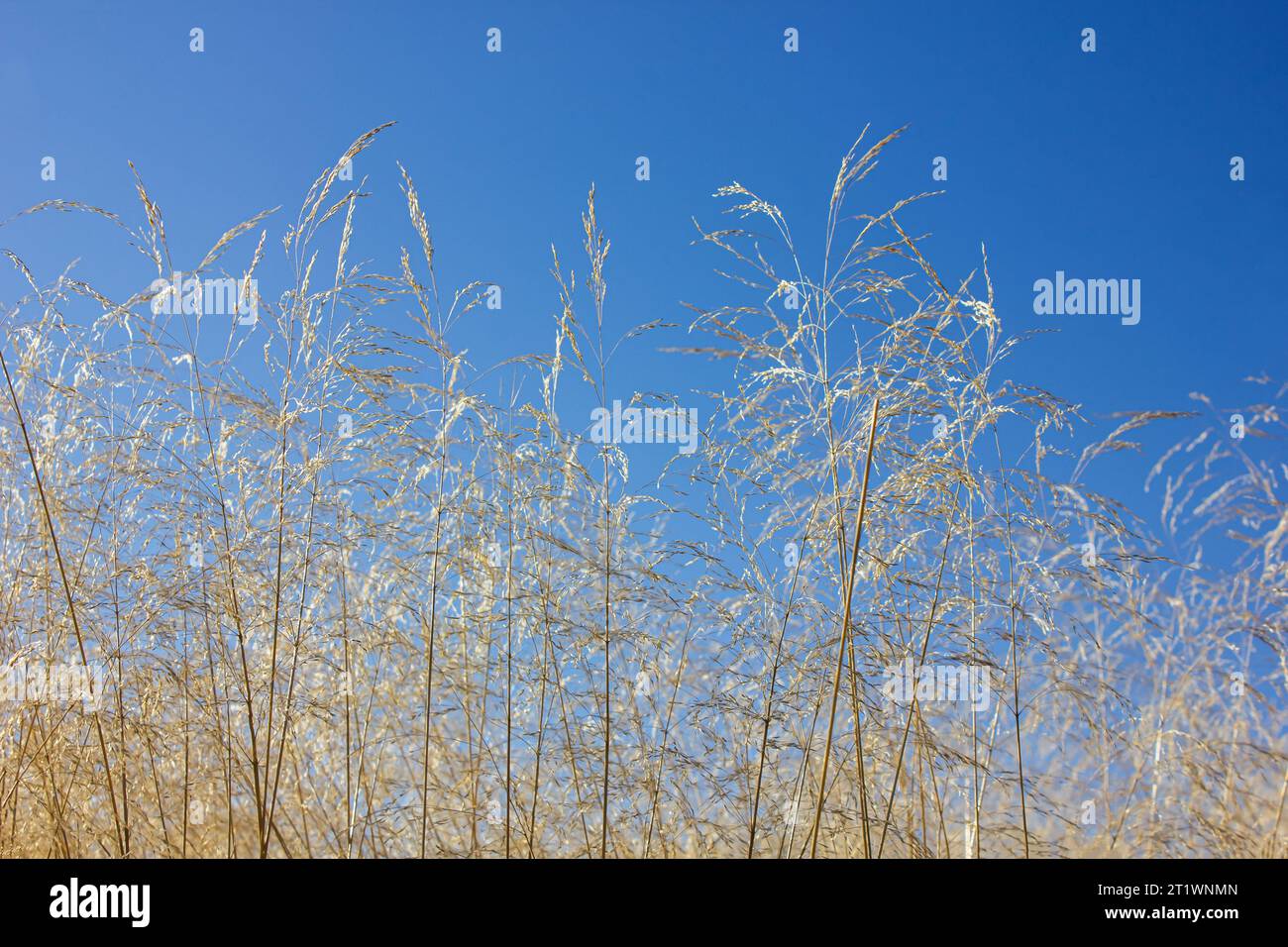 Erba di Johnsongrass gialla o Sorghum halepense, erba sudanese nel prato sopra il cielo blu in autunno. Foto Stock