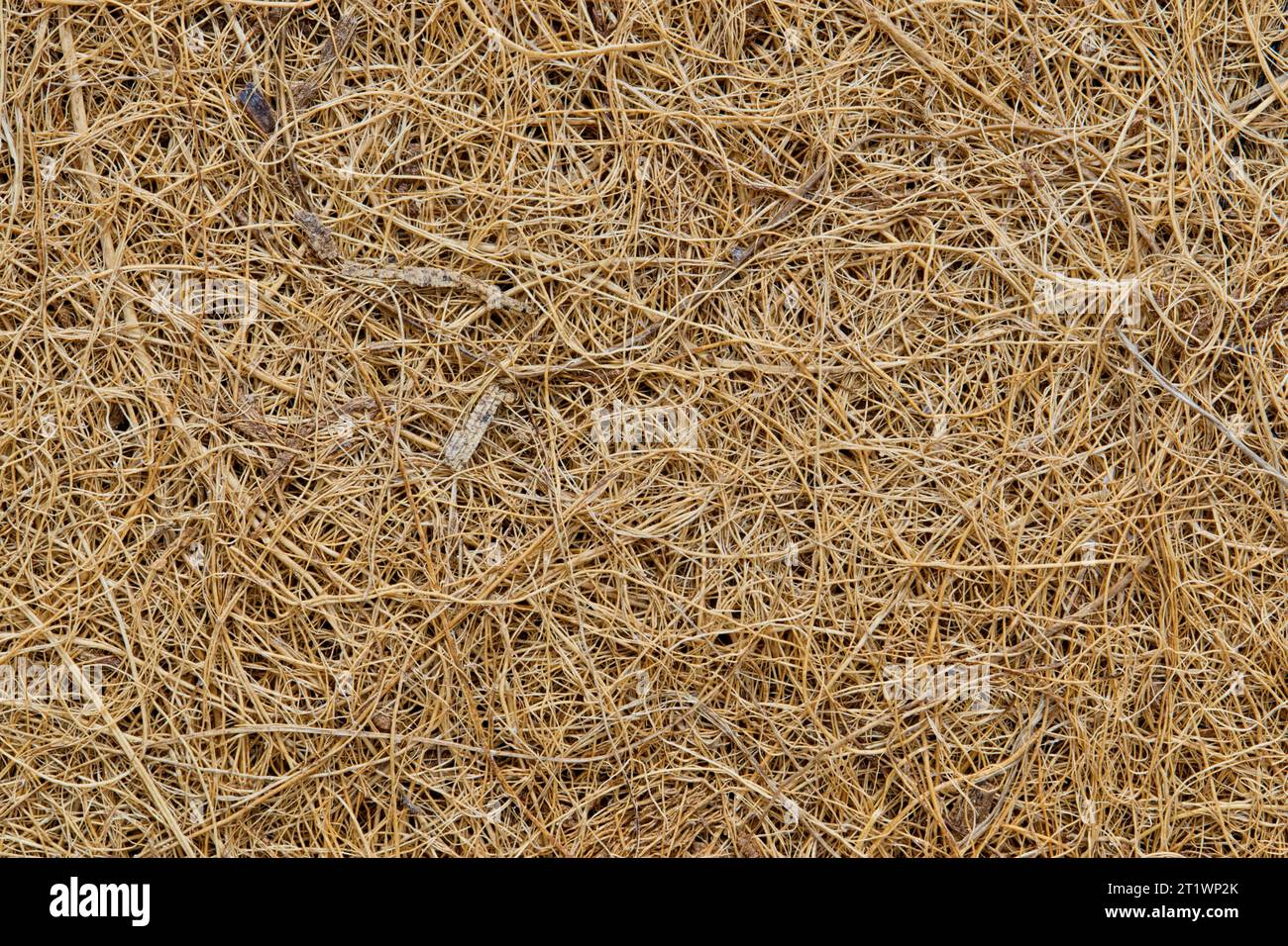 Immagine di sfondo a tinta unita in fibra di cocco. Il materiale viene utilizzato per molti scopi, tra cui il giardinaggio e la produzione di tappetini per porte, spazzole e materassi. Foto Stock