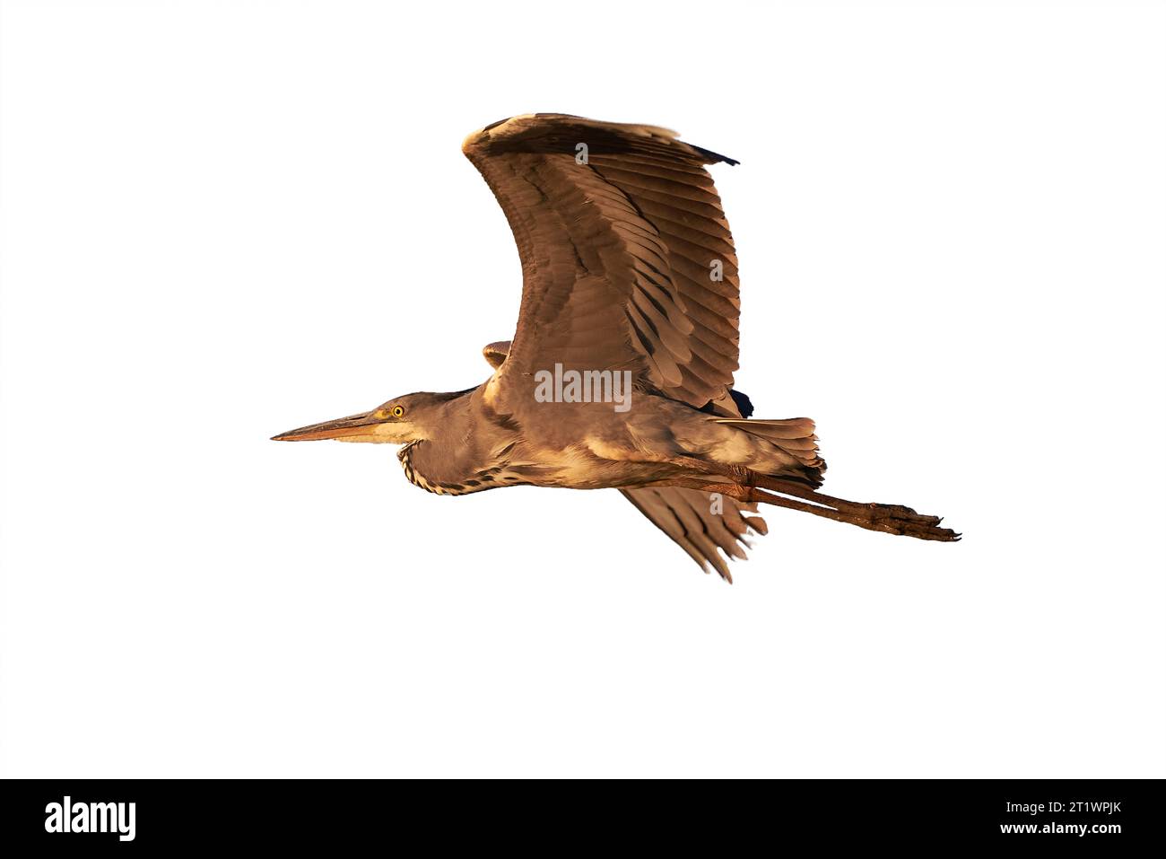 Airone grigio in volo isolato su sfondo bianco (Ardea cinerea) Foto Stock