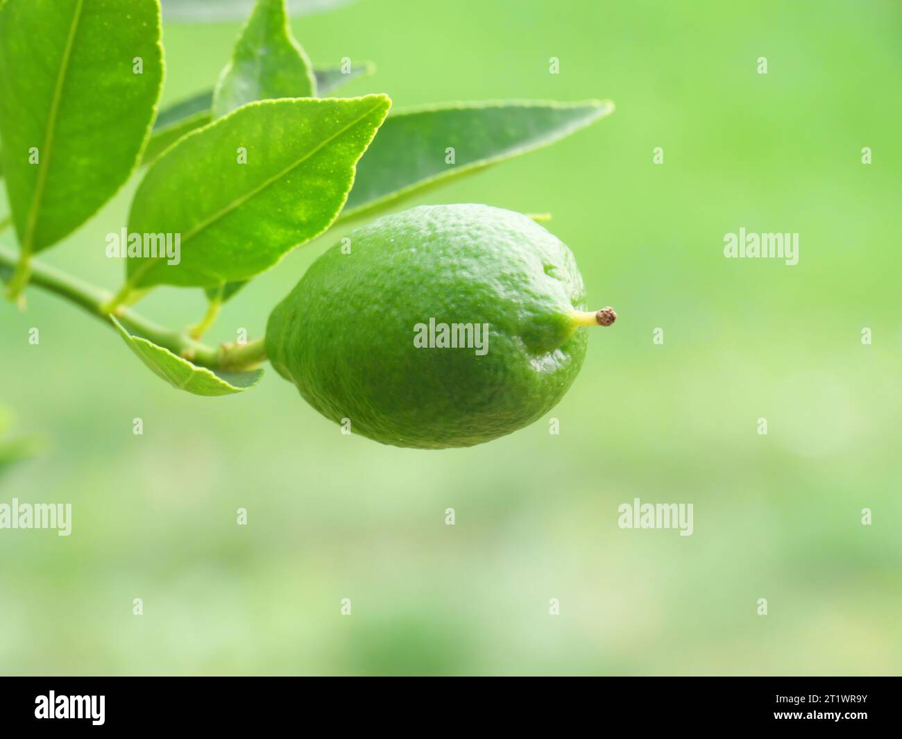 Frutti verdi di un limequat con foglie verdi sulla pianta degli agrumi prima della maturazione. Foto Stock