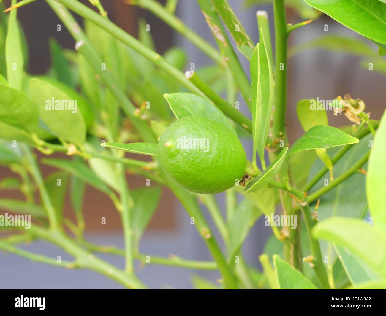Frutti verdi di un limequat con foglie verdi sulla pianta degli agrumi prima della maturazione. Foto Stock