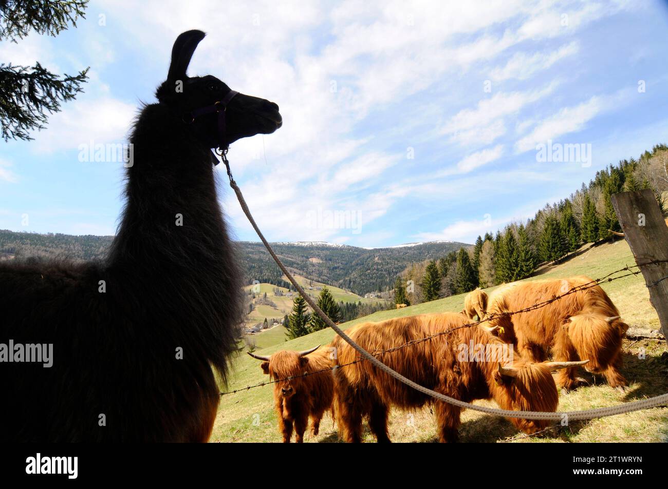 A Lama, Llama o Alpaca, Un Camelid sudamericano addomesticato A Lama, Llama o Alpaca Credit: Imago/Alamy Live News Foto Stock