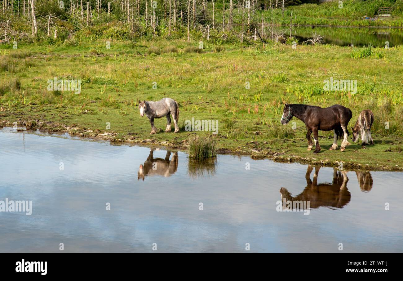 Animali da cavallo nel campo al lago. Terreni agricoli irlandesi Foto Stock