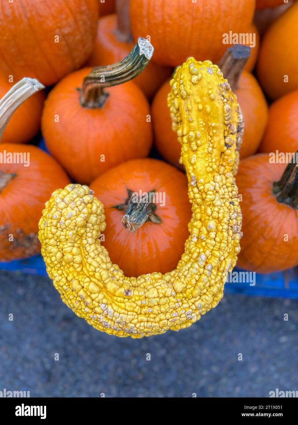 Insolita lettera j zucca iniziale, su un gruppo di zucche arancioni sfondo autunnale Foto Stock