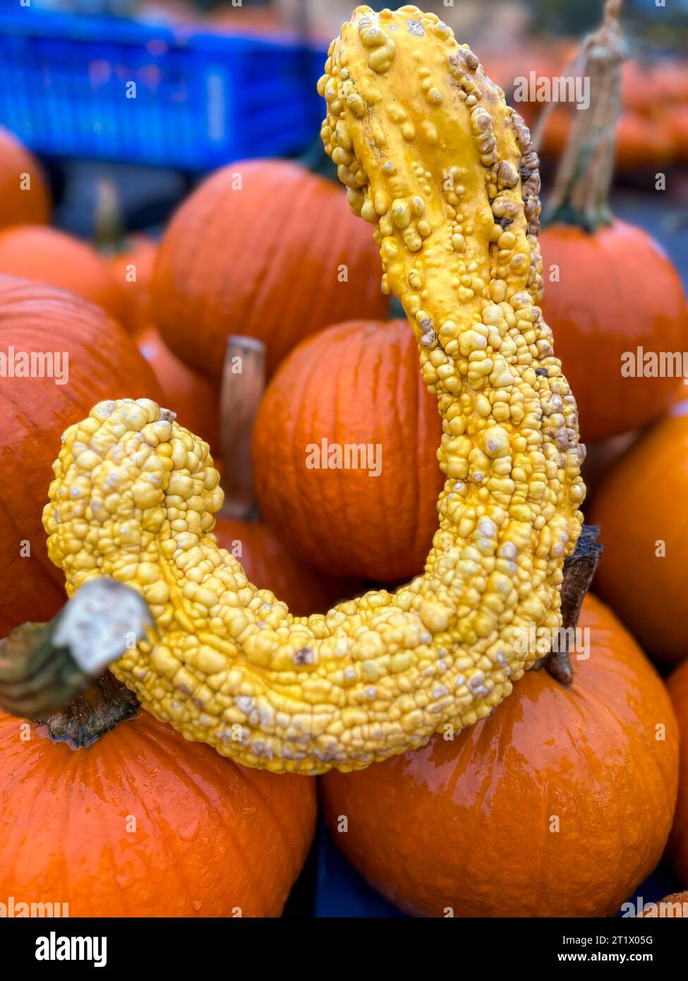 Insolita lettera j zucca iniziale, su un gruppo di zucche arancioni sfondo autunnale Foto Stock
