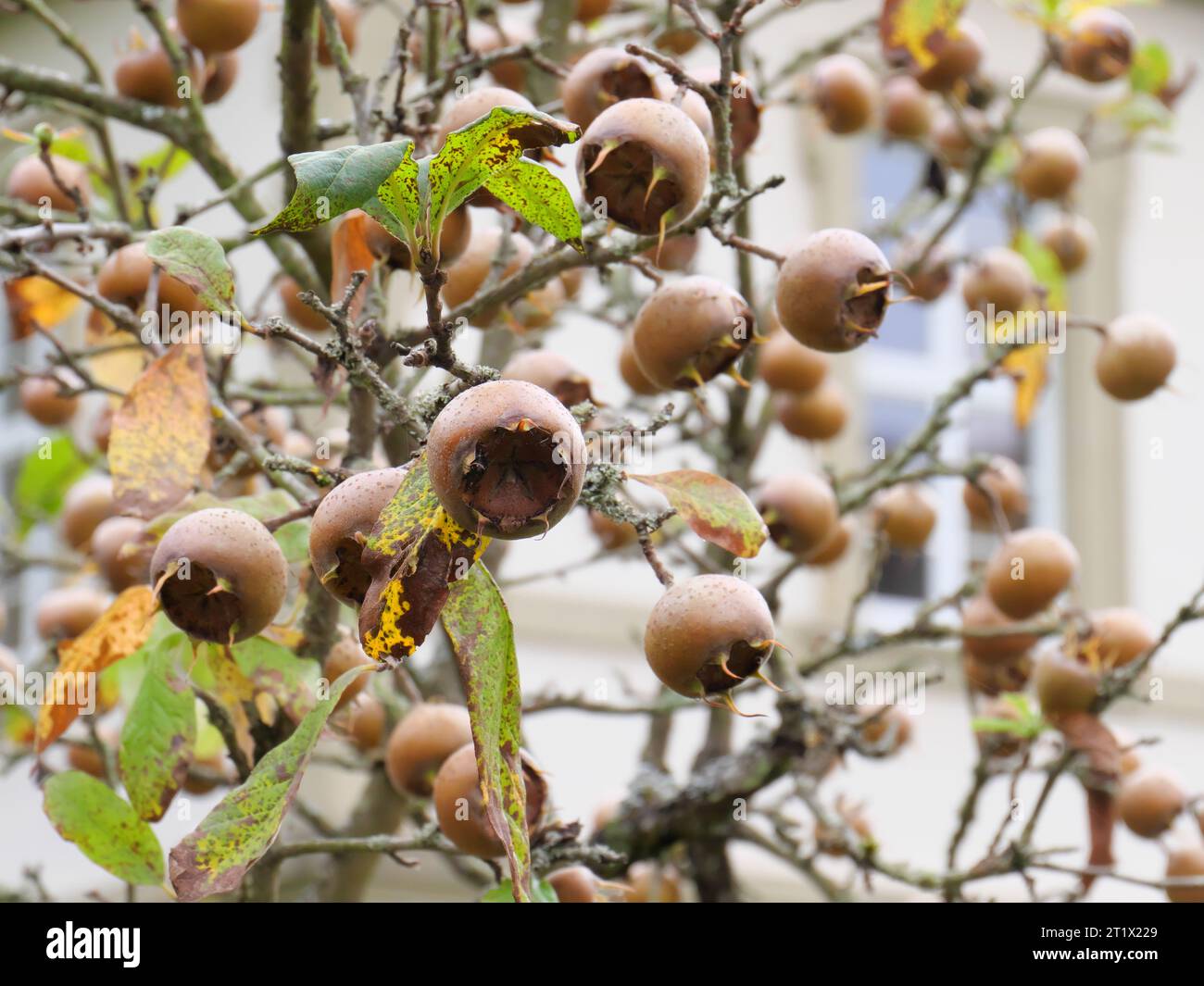 Frutti del medlar Mespilus germanica appesi sull'albero in autunno nel giardino del monastero di Schöntal Foto Stock
