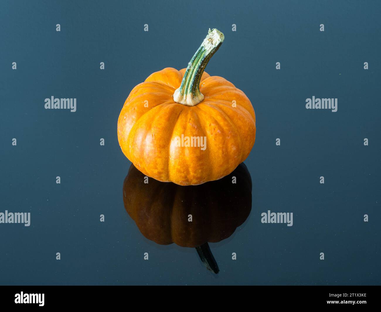 Immagina una zucca adornata da un considerevole stelo verde, adagiata su un'elegante superficie blu nera che rispecchia la sua immagine, mentre una parete bianca e incontaminata si erge come una Foto Stock