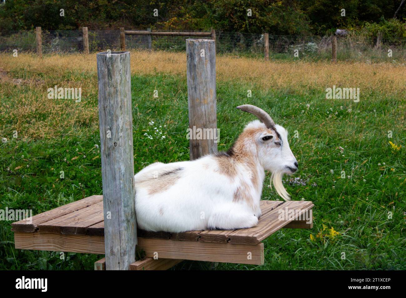 La capra bianca e marrone è seduta su una panchina di legno nel prato Foto Stock