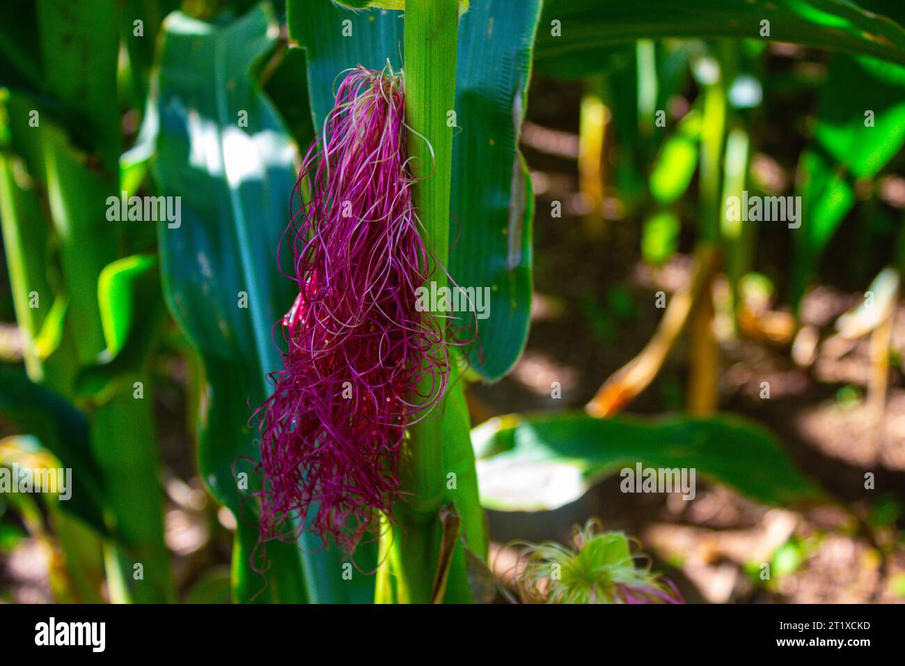 Primo piano di una seta di mais che cresce in un campo di mais in estate. Foto Stock