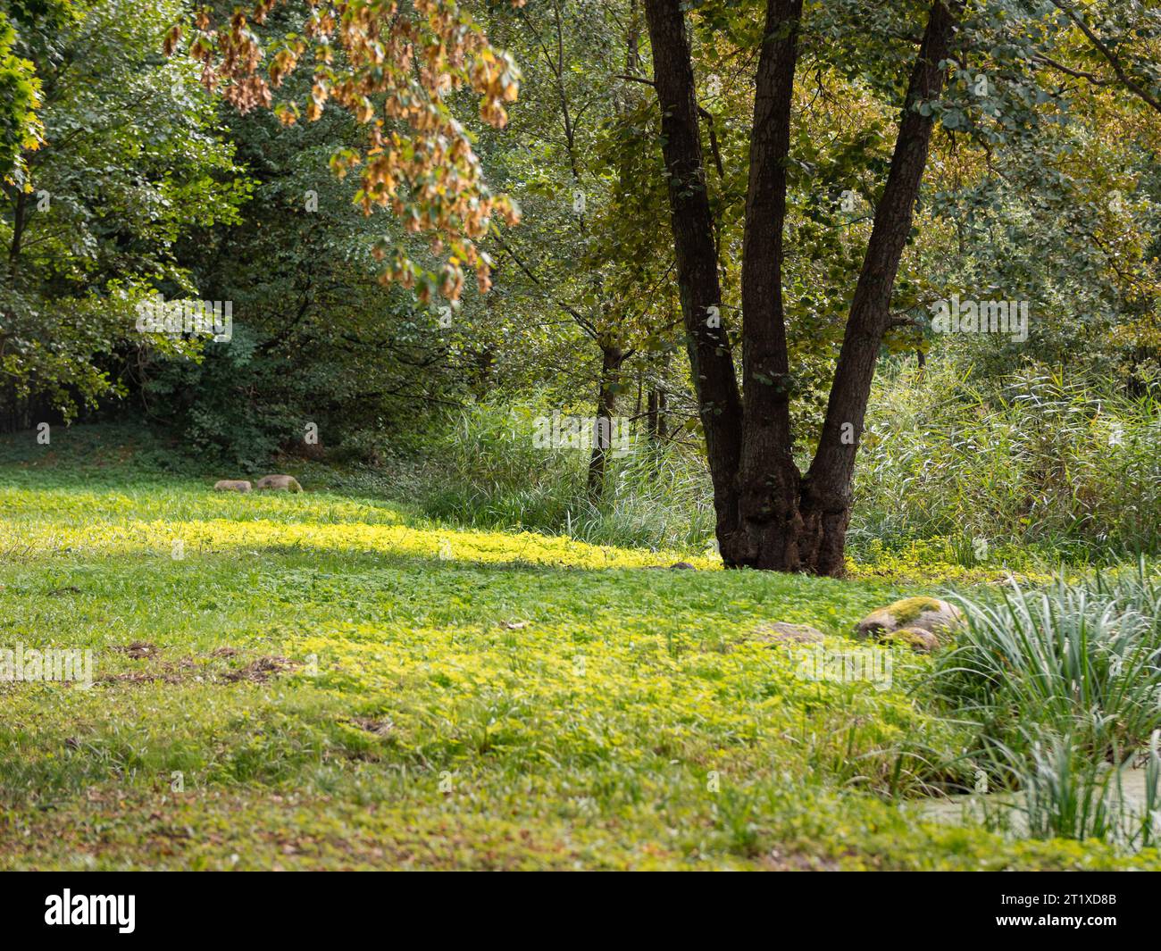 Alberi e erba corta nella natura. Impianti a fine estate in Germania. La scena naturale è tranquilla e idilliaca. L'ambiente è una riserva naturale. Foto Stock