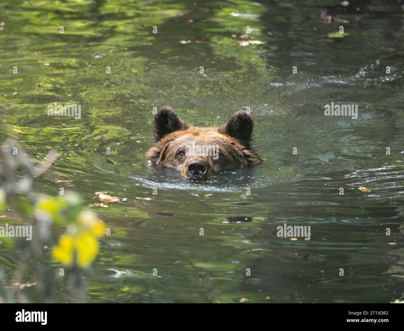 Nuota orso bruno in uno stagno o in un lago. La testa di animale femminile guarda fuori dall'acqua. L'ursus Arctos si sposta verso la telecamera. Foto Stock