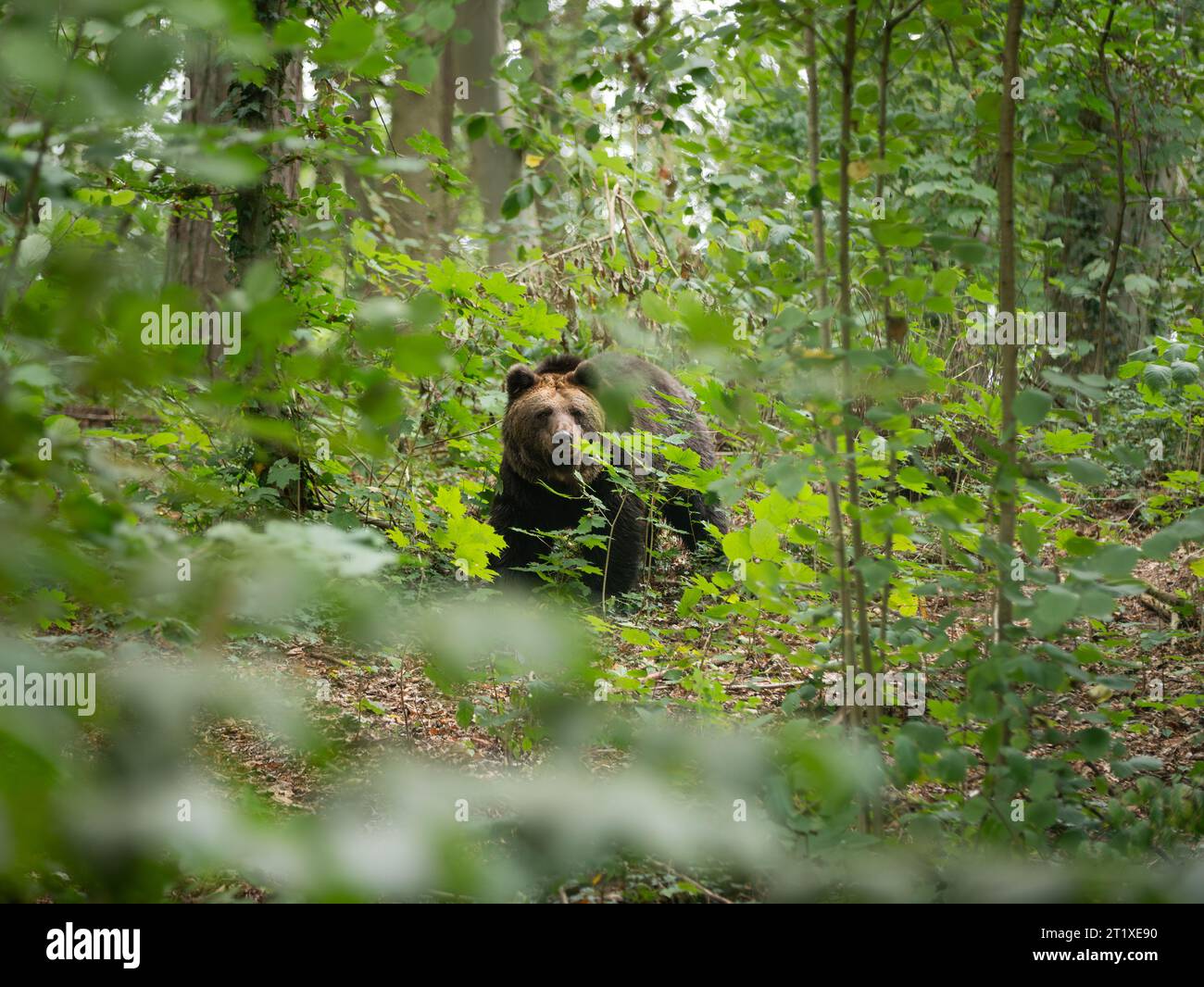 Orso bruno in una foresta che guarda la macchina fotografica. Un animale maschio interessato ha individuato un umano. Ursus Arctos che vagano attraverso il suo habitat. L'orso carino è curioso. Foto Stock