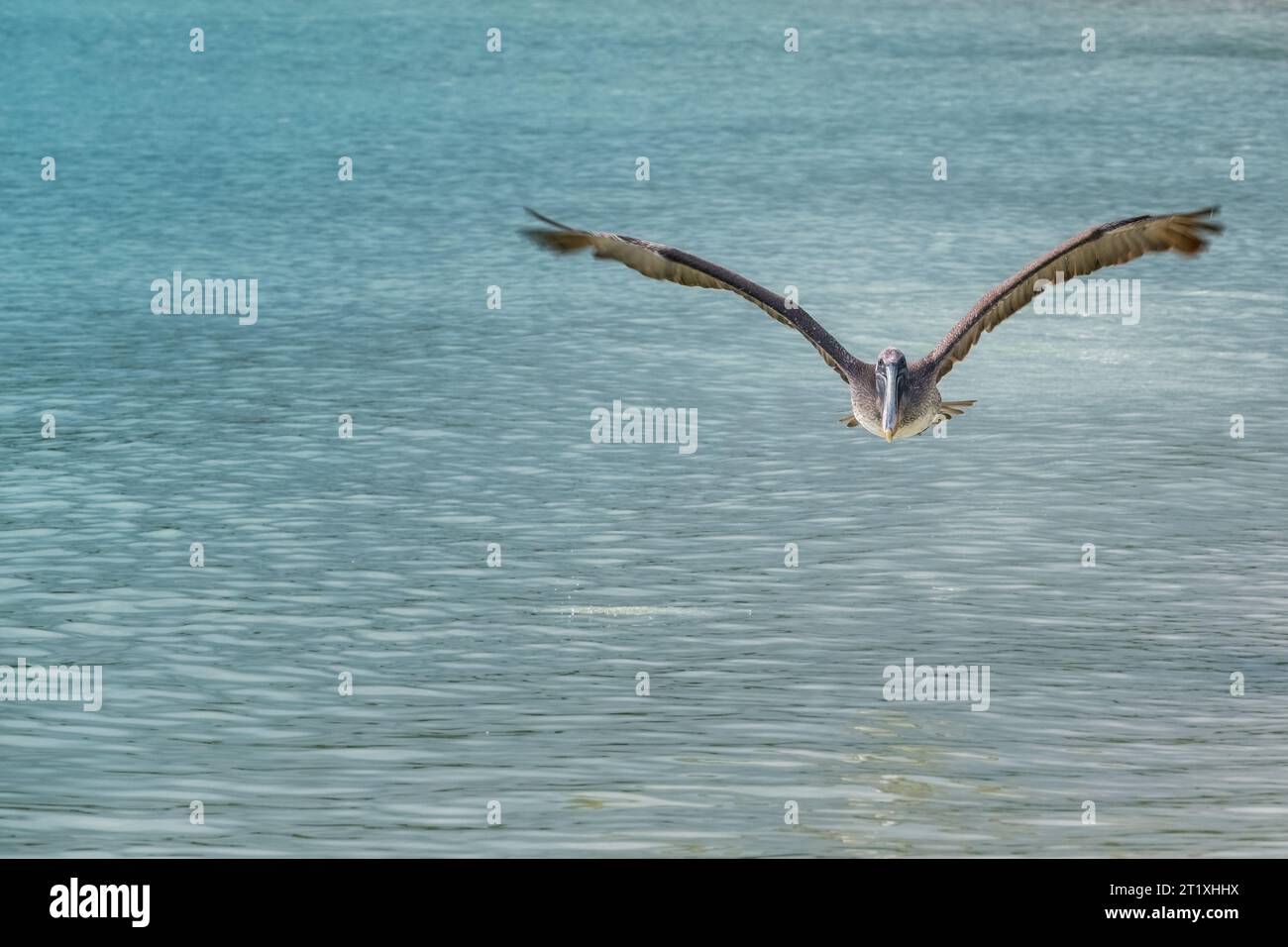 Un pellicano solitario vola in basso sulle calme e cristalline acque di una spiaggia delle Isole Galapagos Foto Stock