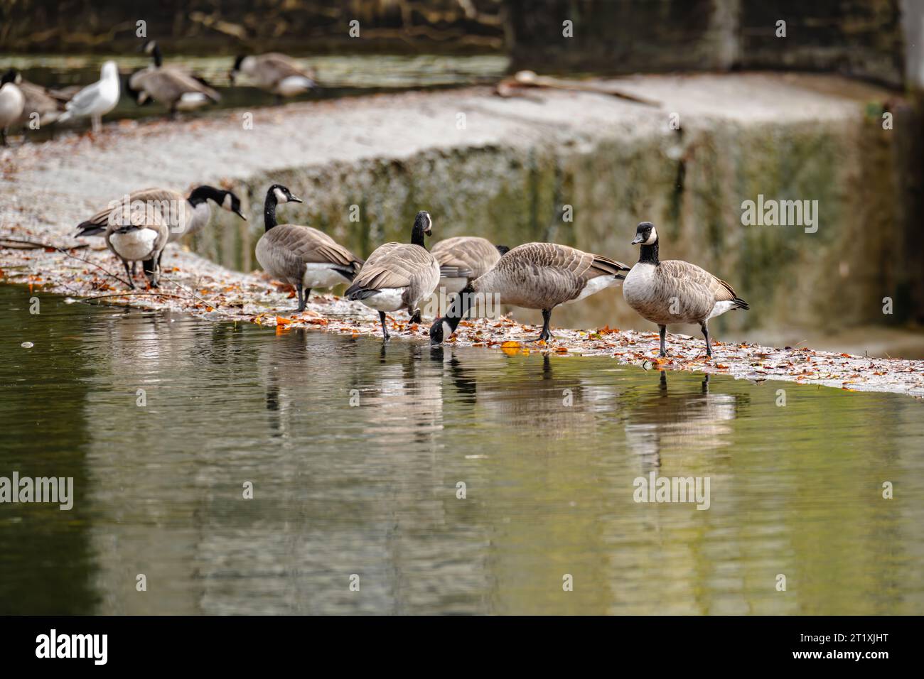 Oca canadese, oche, che mangiano da mangiare in un lago lungo il bordo di una diga di cemento. Foto Stock