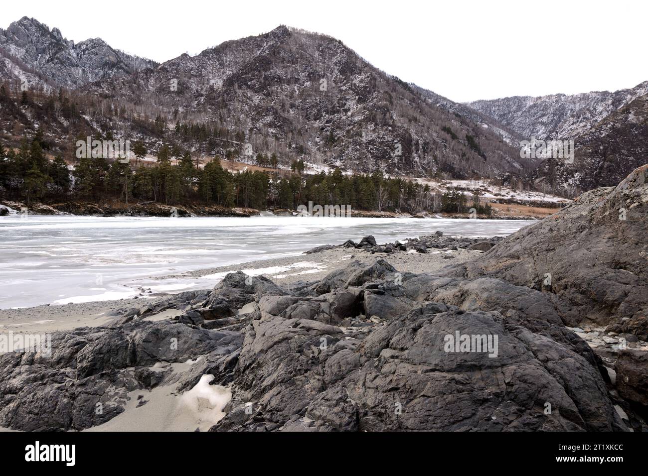 Una sponda rocciosa dolcemente digradante di un fiume di montagna ghiacciato con pini sulle rive in una chiara giornata invernale. Fiume Katun, Altai, Siberia, Russia. Foto Stock